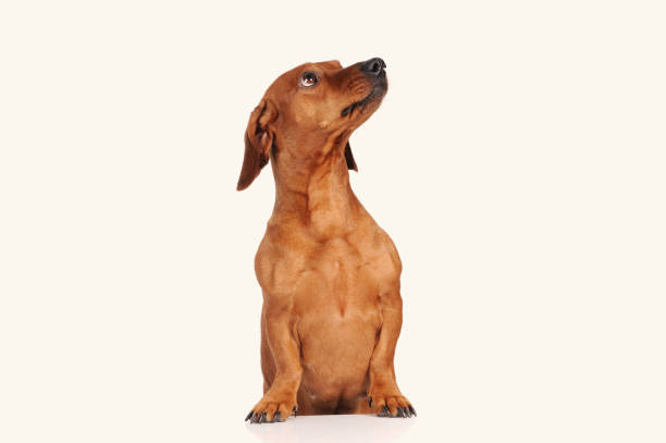 istock brown dachshund dog isolated over white background 1253908737