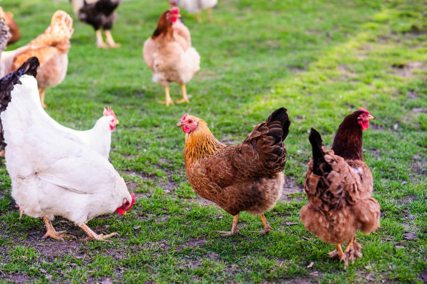 istock a hen on a ground with green grass 1253908752