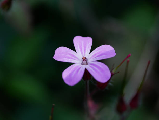 istock woodland flower 1253908854