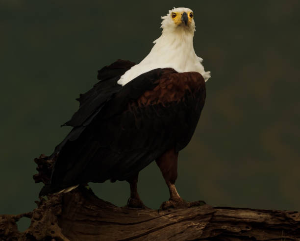 istock bald Eagle Sitting of a Tree Branch 1253910244