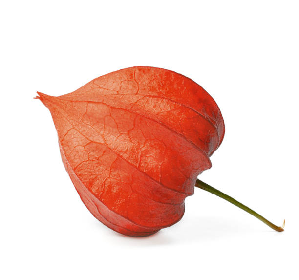 istock red bud of physalis plant on white background 1253910538