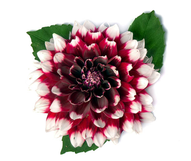 istock beautiful white-red dahlia flower on a white background 1253910541