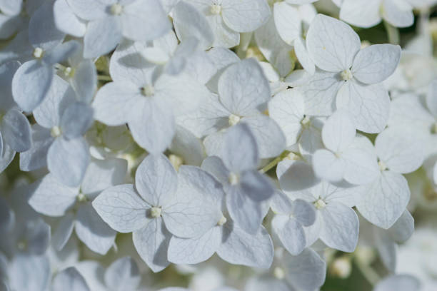istock Hydrangea inflorescence in the rays of the evening sun close-up. 1253912437