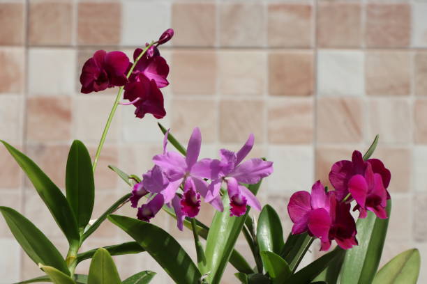 istock Pink and lilac orchids on blurred checkered background 1253913524