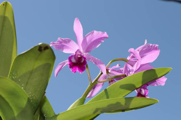 istock Lilac orchid on cloudless sky background 1253913618