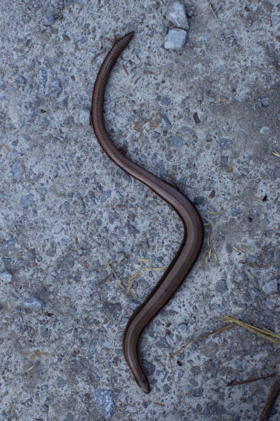 istock Top view of a blindworm forming a s shape, also called slow worm, Anguis fragilis or Blindschleiche 1253914013