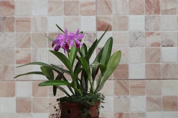 istock Lilac orchids on blurred checkered background 1253914119