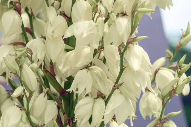 White yucca flowers filamentous closeup. Texture. Gardening.