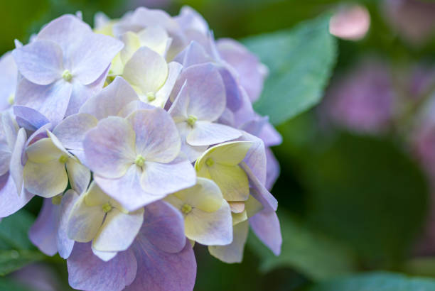 istock Close up of hydrangea flower with blur background 1253916862