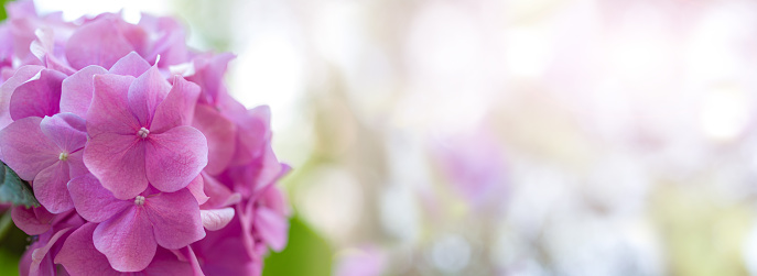 Close up of purple and pink hydrangea with drops