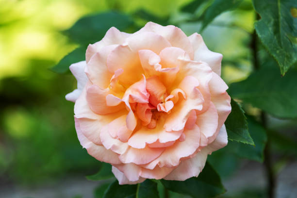 istock Blooming rose bud with pale pink petals. 1253916916