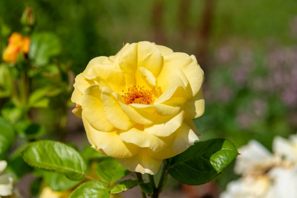 istock Close up. Blooming yellow rose bud on a branch. 1253917129