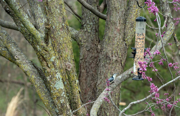 istock White breasted nuthatch in Missouri 1253917221
