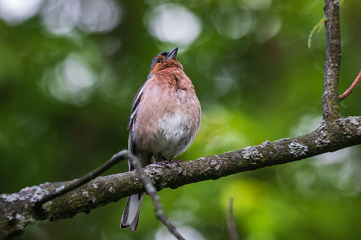 Chaffinch, a bright bird, sings among the green foliage. City birds. Blurred background. Wildlife. Spring. Close-up.