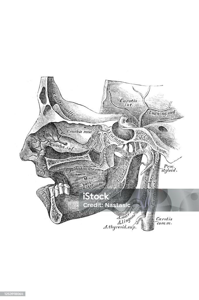 Course And Branching Of The Internal Maxillary Artery Stock Illustration -  Download Image Now - iStock