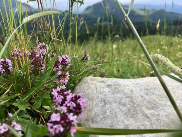 Green meadows with cows in Alps