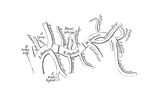 Scheme Of Branching Of The Internal Maxillary Artery Stock Illustration -  Download Image Now - iStock