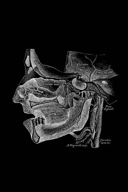 20+ Arteria Mascellare Foto stock, immagini e fotografie royaltyfree