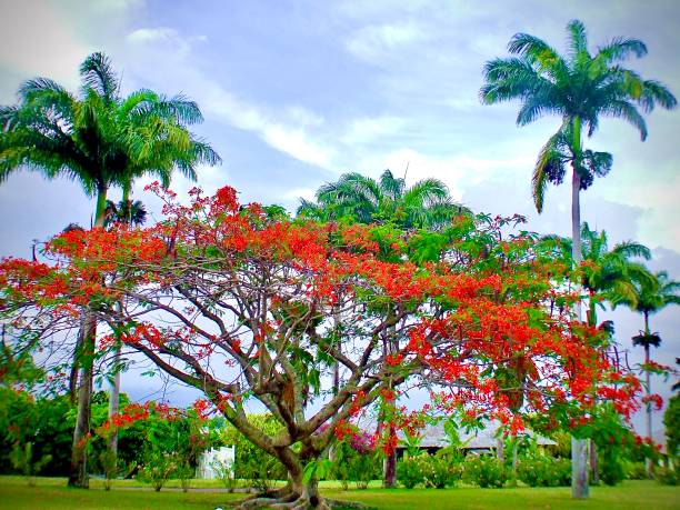 A view of a colonial tropical village