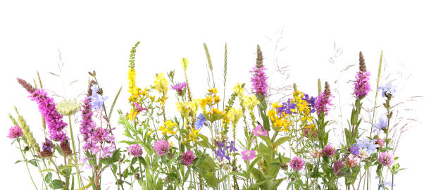 istock Flowering wild grass and herbs isolated on white background. 1253922088