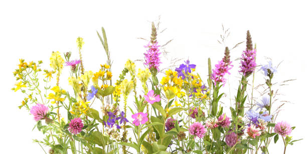 istock Flowering wild grass and herbs isolated on white background. 1253922096