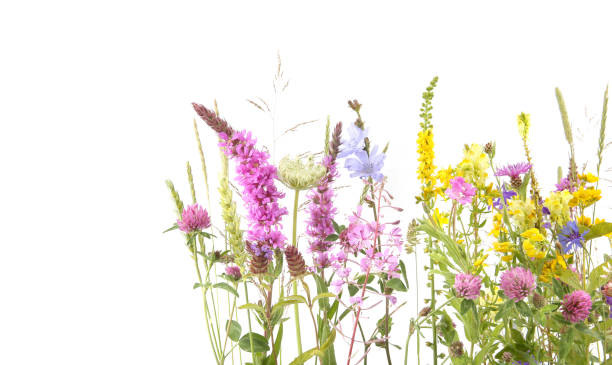istock Flowering wild grass and herbs isolated on white background. 1253922104