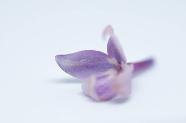 istock Lilac single flower isolated on a white background 1253922252