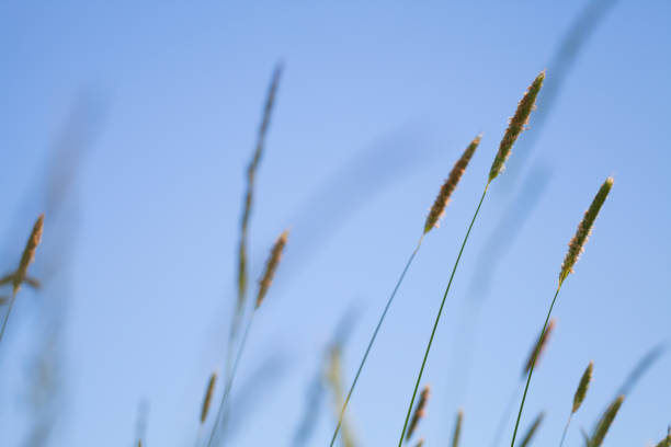 Timothy grass growing on a field under blue sky, natural photo background with soft selective focus