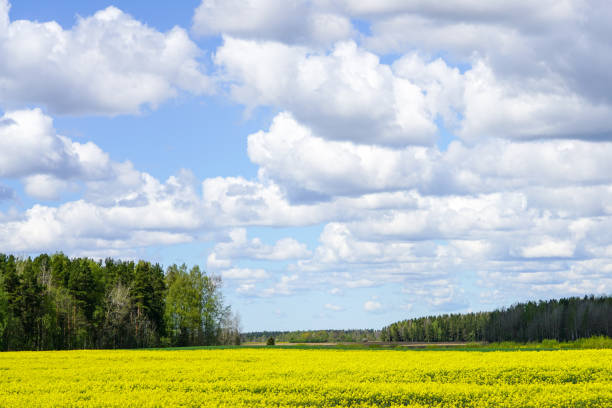 istock beautiful landscape with flowering fields, forests, blue sky with white clouds 1253923149