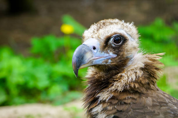 closeup portrait of a cinereous vulture, Aegypius monachus, that is a large raptorial bird closeup portrait of a cinereous vulture, Aegypius monachus, or black Eurasian vulture, that is a large raptorial bird eurasian black vulture stock pictures, royalty-free photos & images