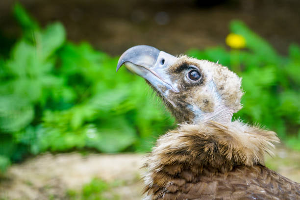 closeup portrait of a cinereous vulture, Aegypius monachus, that is a large raptorial bird closeup portrait of a cinereous vulture, Aegypius monachus, or black Eurasian vulture, that is a large raptorial bird eurasian black vulture stock pictures, royalty-free photos & images