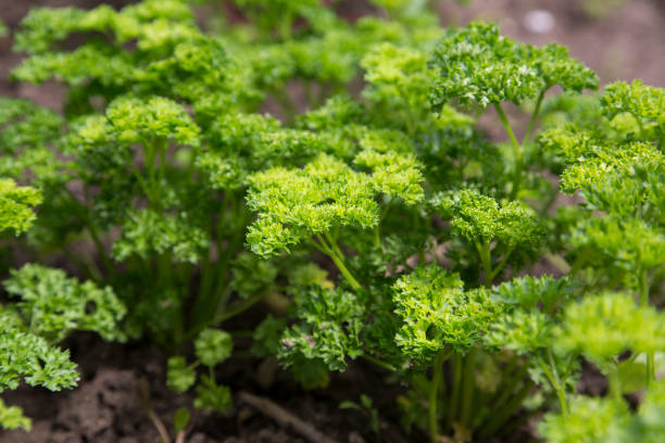 kręcone pietruszka (petroselinum crispum) zbliżenie roślin w ogrodzie - agriculture cooking food eating zdjęcia i obrazy z banku zdjęć