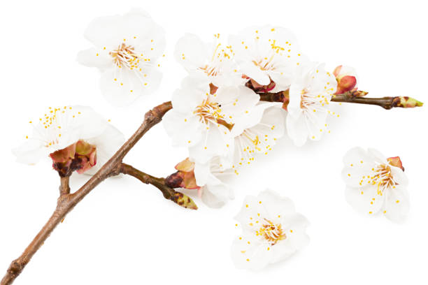 istock white flowers blossoms isolated on white background. cherry flower 1253925329