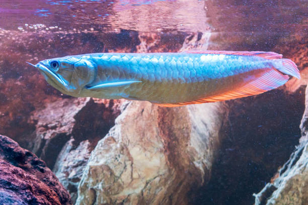 Asian red arovana swims in an aquarium Asian red arovana swims in an aquarium. gold arowana stock pictures, royalty-free photos & images
