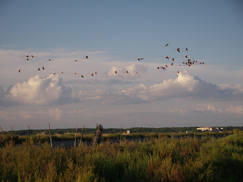 Snow goose flying gracefully over Bosque del Apache in southern New Mexico, USA.