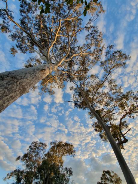 istock Remnant Corymbia maculata 1253927993