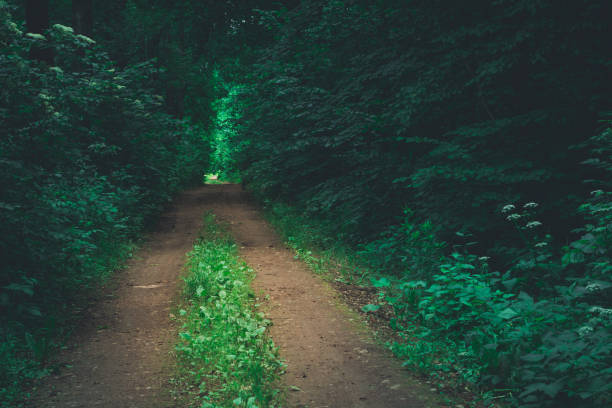 istock A dirt road through a dark forest 1253928692