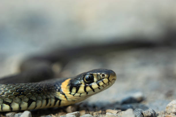 istock Snake close up on the ground, spring view 1253928693
