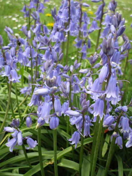 istock Bright Sweet Bluebell Flowers Close Up 2020 1253929582