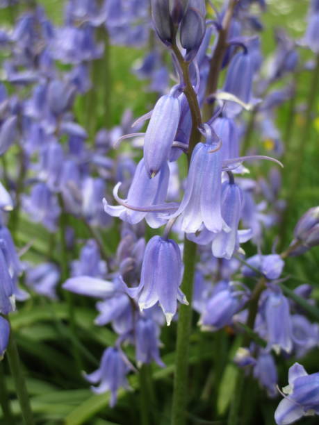 istock Bright Sweet Bluebell Flowers Close Up 2020 1253929585