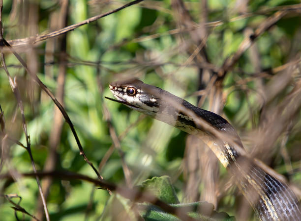 Snake in Closeup Profile with Lizard Tail Hanging From Mouth