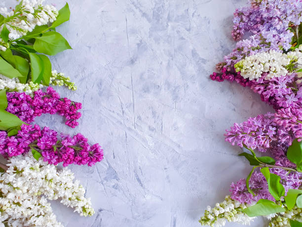 istock lilac flower on concrete background frame 1253933735