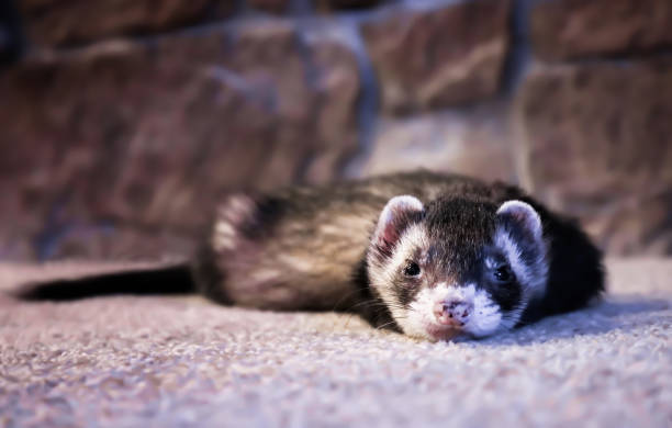 istock Face First Close Up Ferret Laying on Carpet Looking at Camera 1253934124