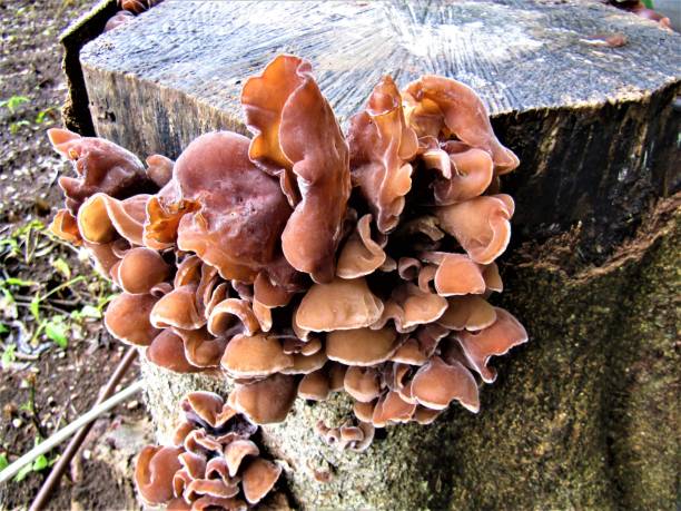 Fungus on the tree trunk. Summer background.