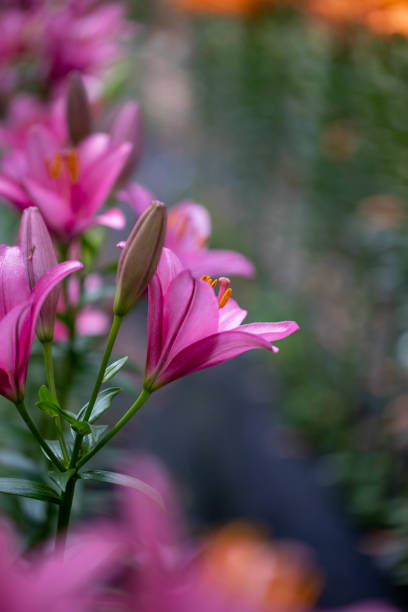 istock Lilies taken outdoors in early summer. 1253935913