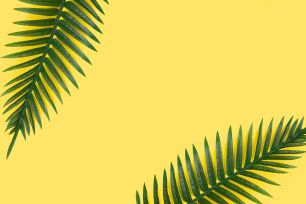 istock Leaves on yellow background 1253936158