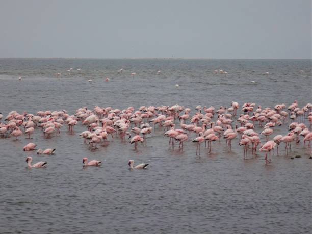 istock Beautiful pink flamingos in Namibia 1253938853