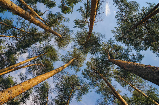 istock bottom view of tall pines in the forest 1253939026