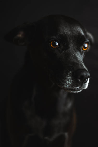 istock Black dog with white snout in a dark studio light posing to a portrait 1253939035