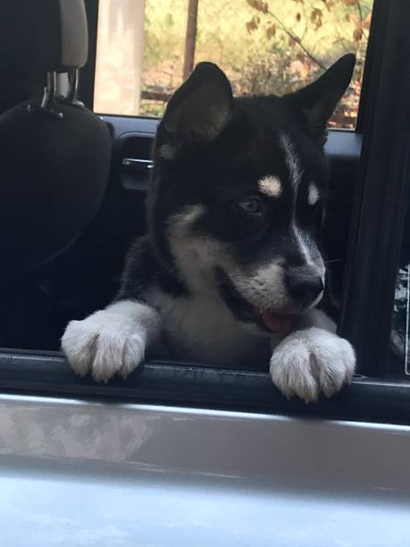 istock small puppy inside the car looking out 1253940185